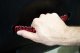 Wrangler Paracord Door Handles Black/Red for 97-06 Jeep Wrangler Fishbone