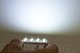 DIO Replacement Bulbs